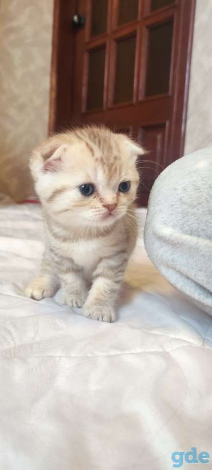 Шотландские котята, фотография 5