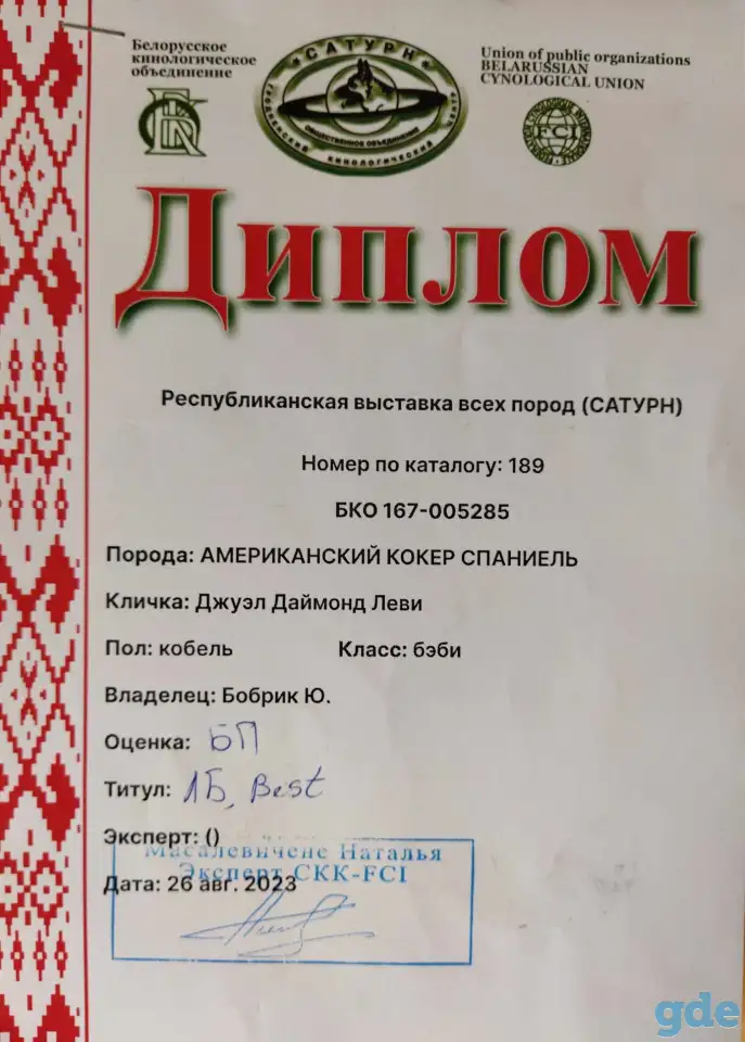 Щенок американского кокер-спаниеля, фотография 5