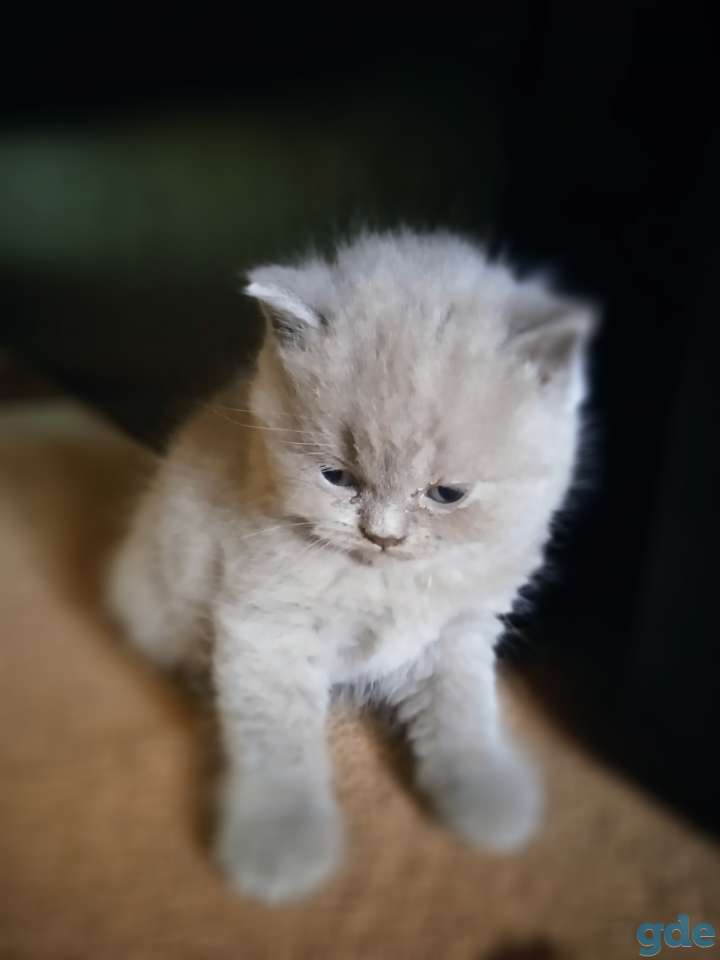 Шотландский котенок, фотография 17
