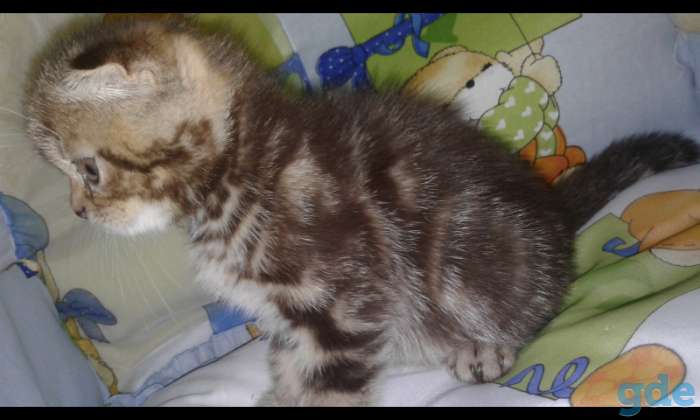Шотландские котята(котёнок) скоттиш фолд+ ПОДАРОК!!!, фотография 9