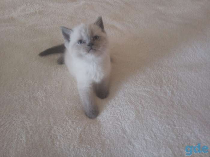 Шотландские котята, фотография 1