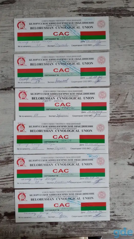 Щенки самоеда, фотография 5