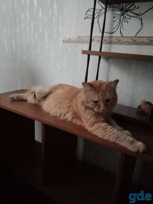 Лучший кот в добрые руки, фотография 1