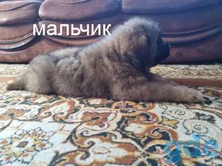 Щенки Тибетского Мастифа, фотография 4