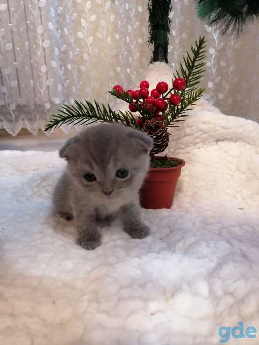 Котята, фотография 8