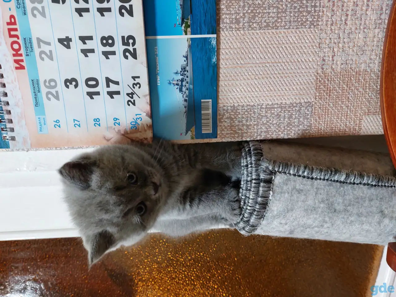 Британские котята, фотография 2