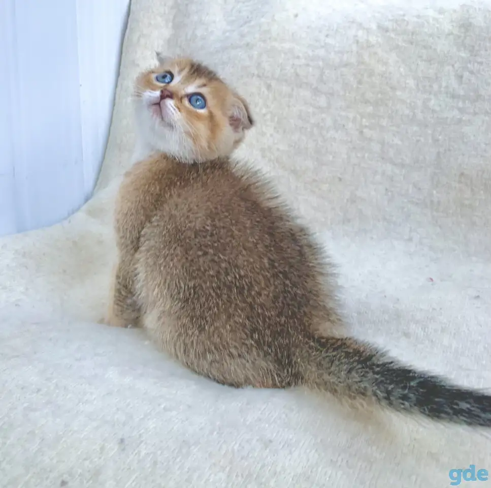 Шотландские котята ЗОЛОТАЯ ШИНШИЛЛА, фотография 10