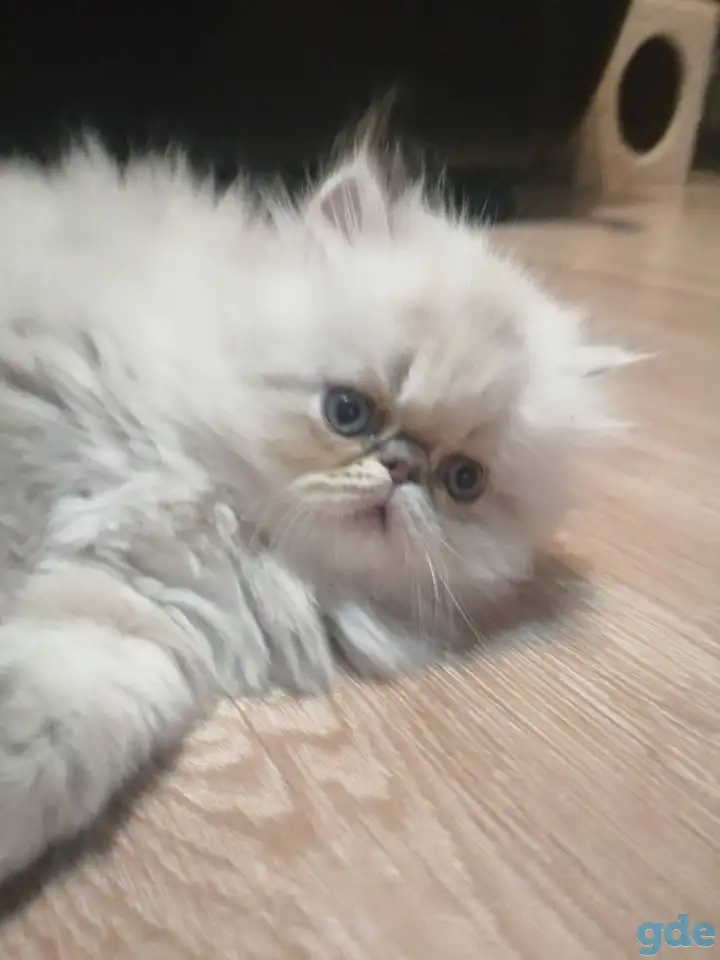 Продажа персидских котят, фотография 1