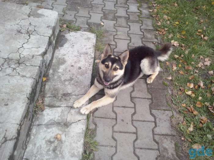 Собака, фотография 1
