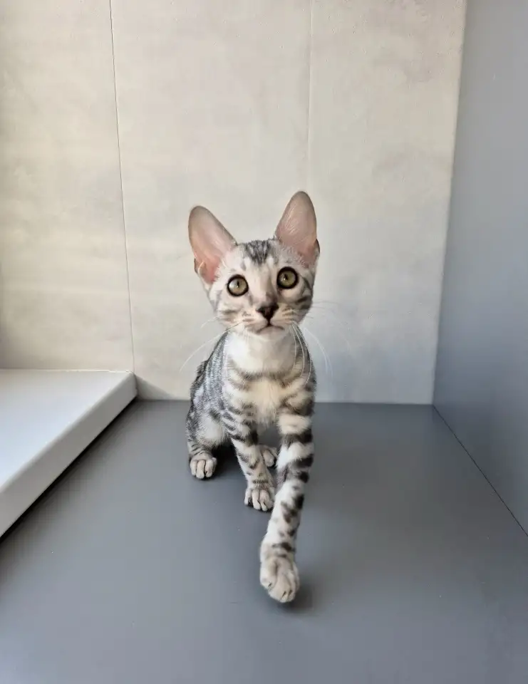 Бенгальские котята, фотография 4
