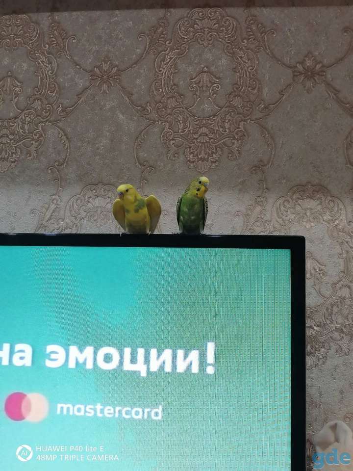 Попугац, фотография 6