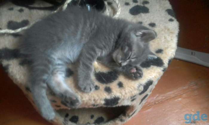 Котята в дар, фотография 6