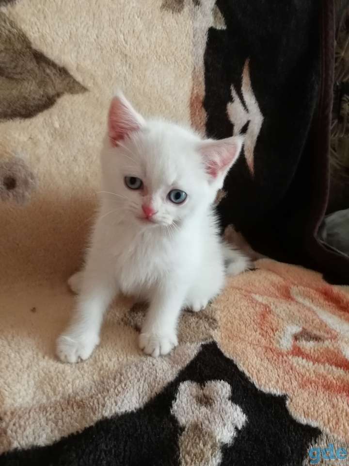 Чистокровные шотландские котята, фотография 5