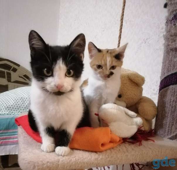 Котенок ищет дом, фотография 1