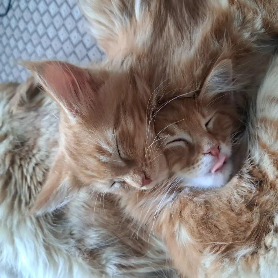 Продаются котята породы Мейн-кун, фотография 1