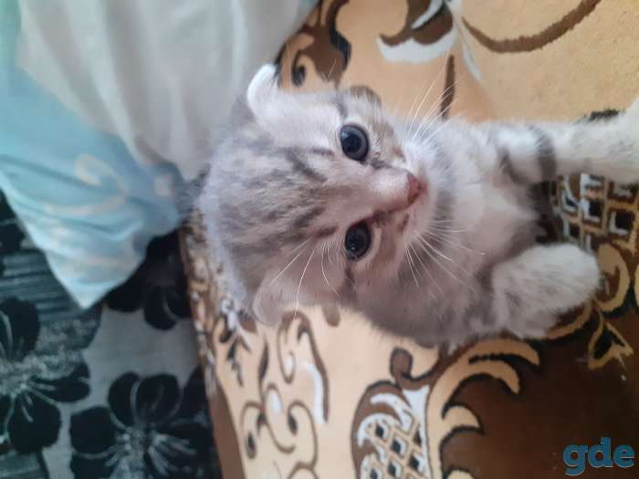 Продаются шатланские котята, фотография 2