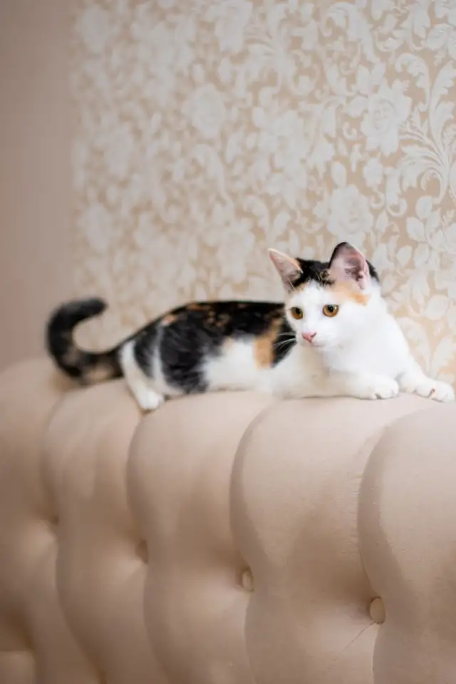 Кошка ТЕЯ ИЩЕТ дом, фотография 3