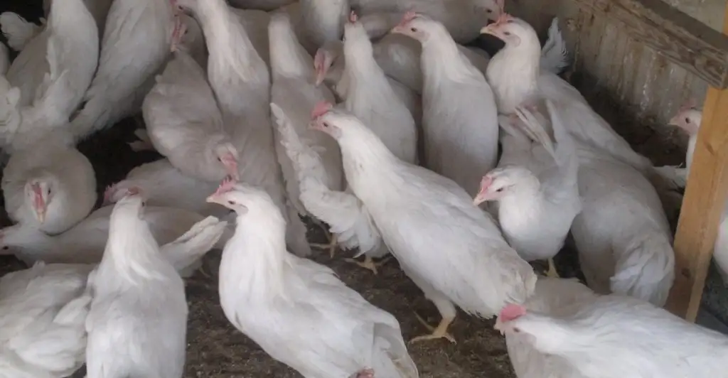Продам кур несушек, фотография 1