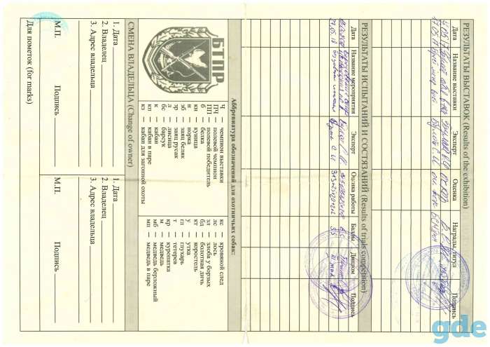 Продажа продаются щенки 2 девочки, фотография 5