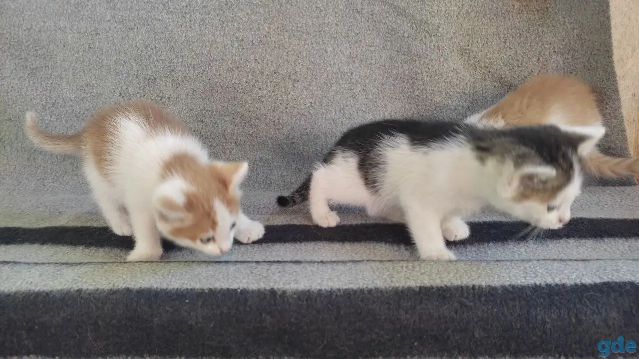 Котята, фотография 1