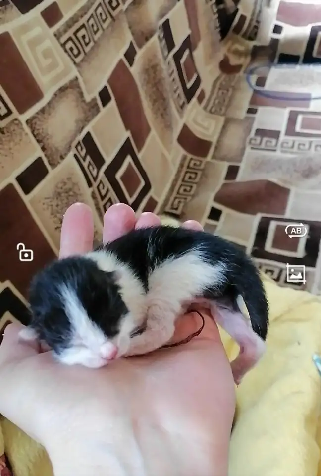Котята в дар, фотография 1