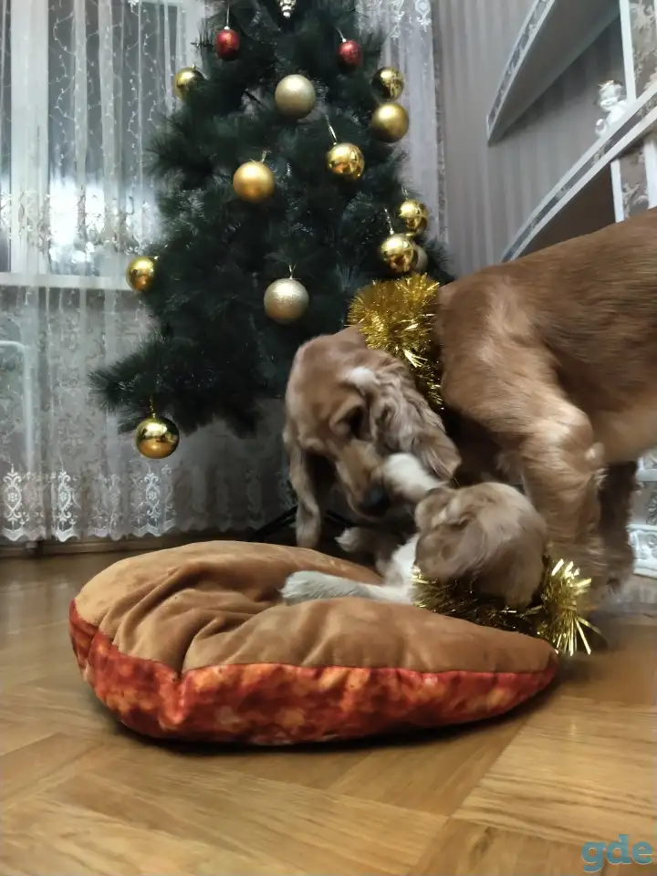 Щенки английского кокер спаниеля, фотография 3