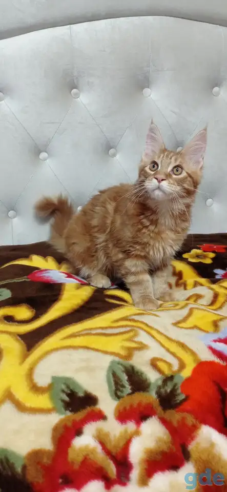 Котенок мейнкун (кот), фотография 1