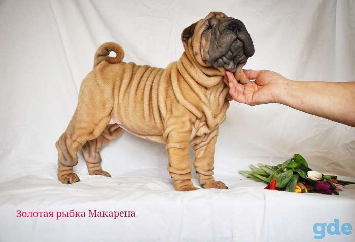 Щенки шарпея от Чемпиона Мира, фотография 1