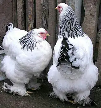 продам цыплят редких пород, фотография 3