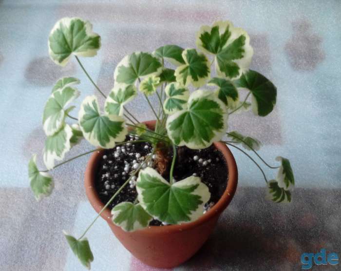 Продам комнатные растения, фотография 5