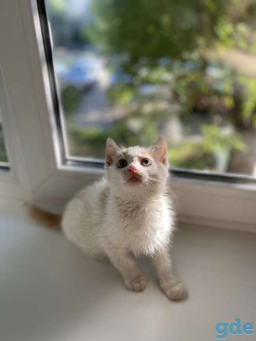 Котята в дар, фотография 4