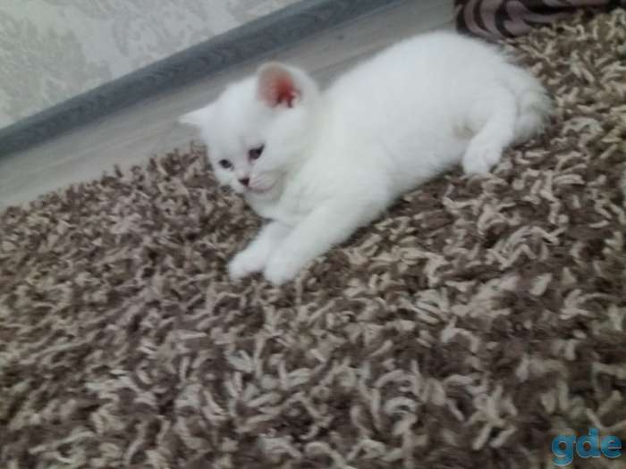 Шотландские кошечки, фотография 2
