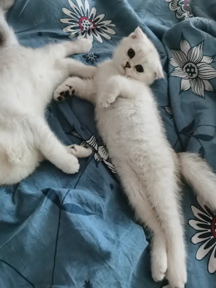Продам котенка, фотография 2