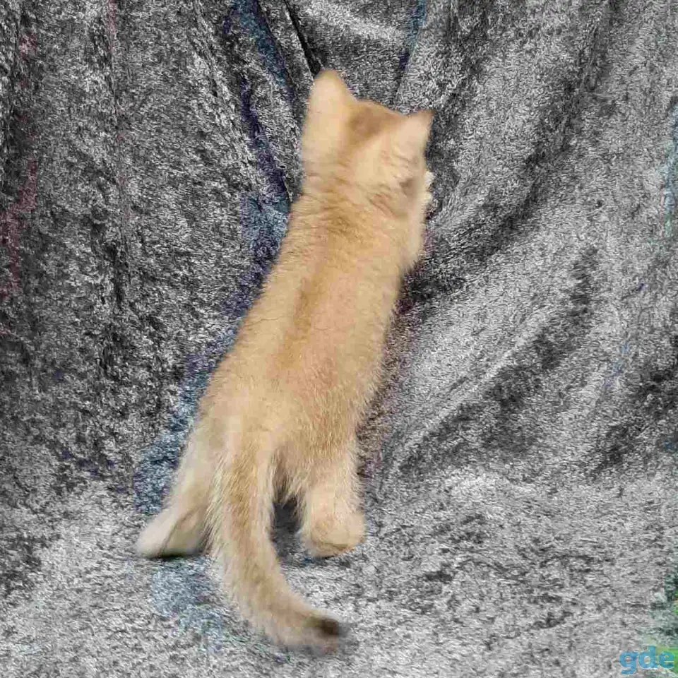 Шотландская кошка золотая шиншилла, фотография 6