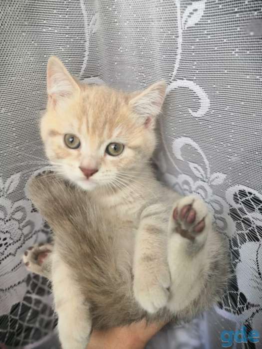 Котята шотландские, фотография 7