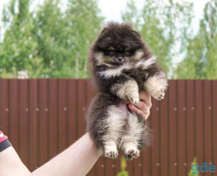 Ищите щенка померанского шпица? Тогда вам - к нам!, фотография 7
