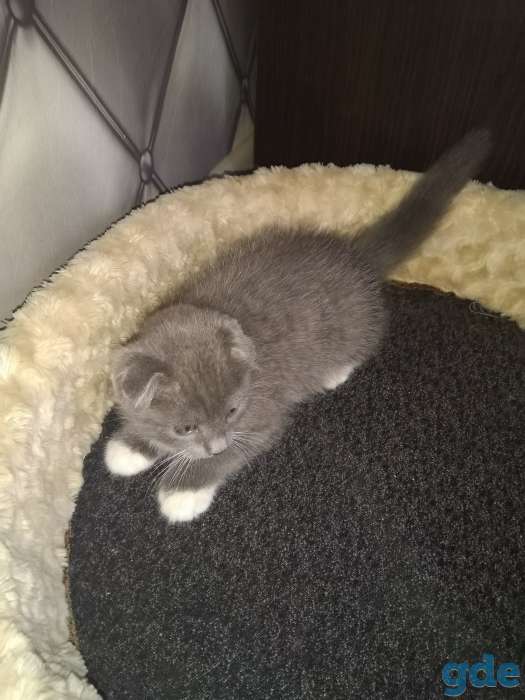 Котята, фотография 2