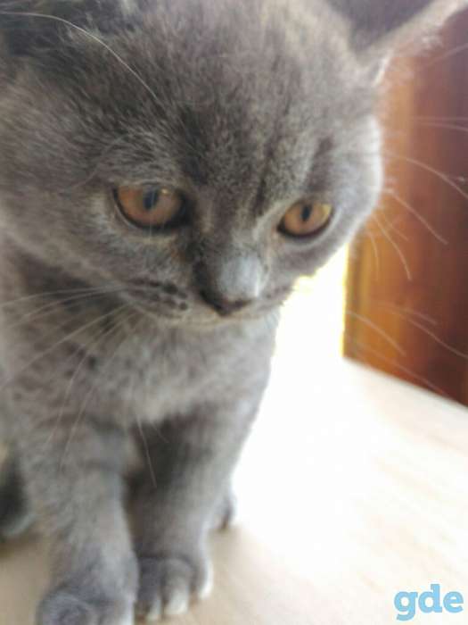Британские котята, фотография 2
