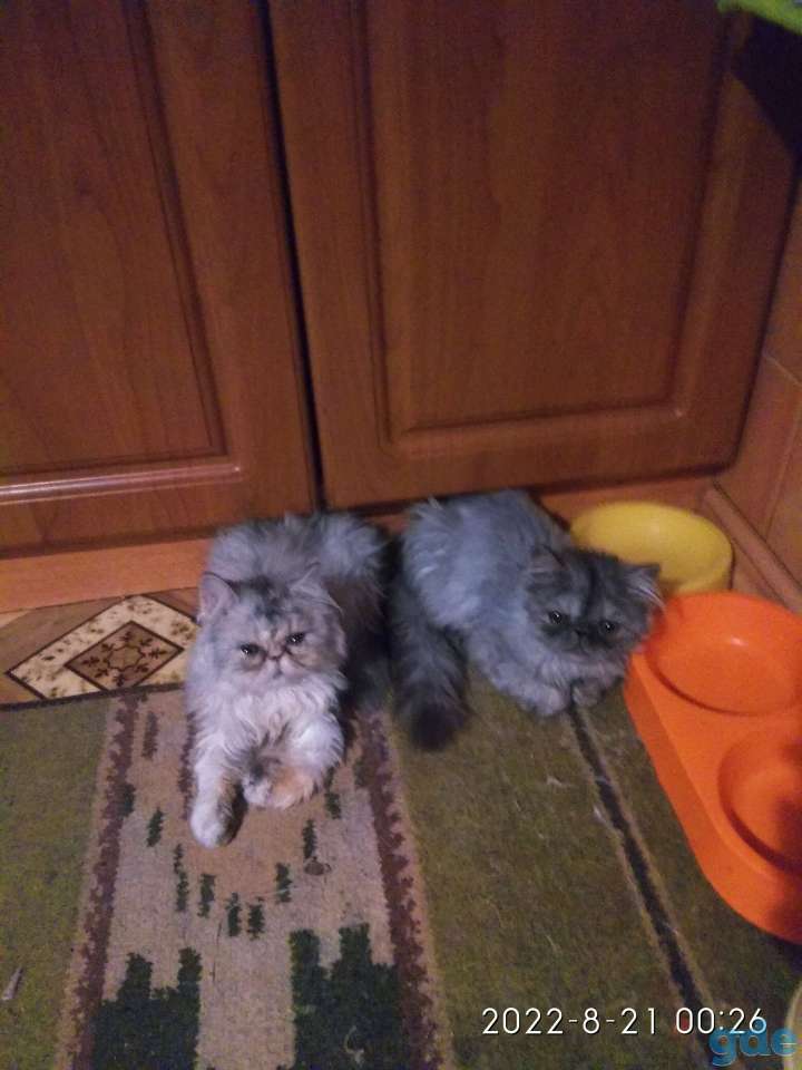 Персидские котята экстремального типа чистокровные.Персы.Котята., фотография 14