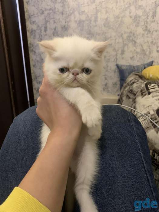 Экзотическая короткошёрстная, фотография 4