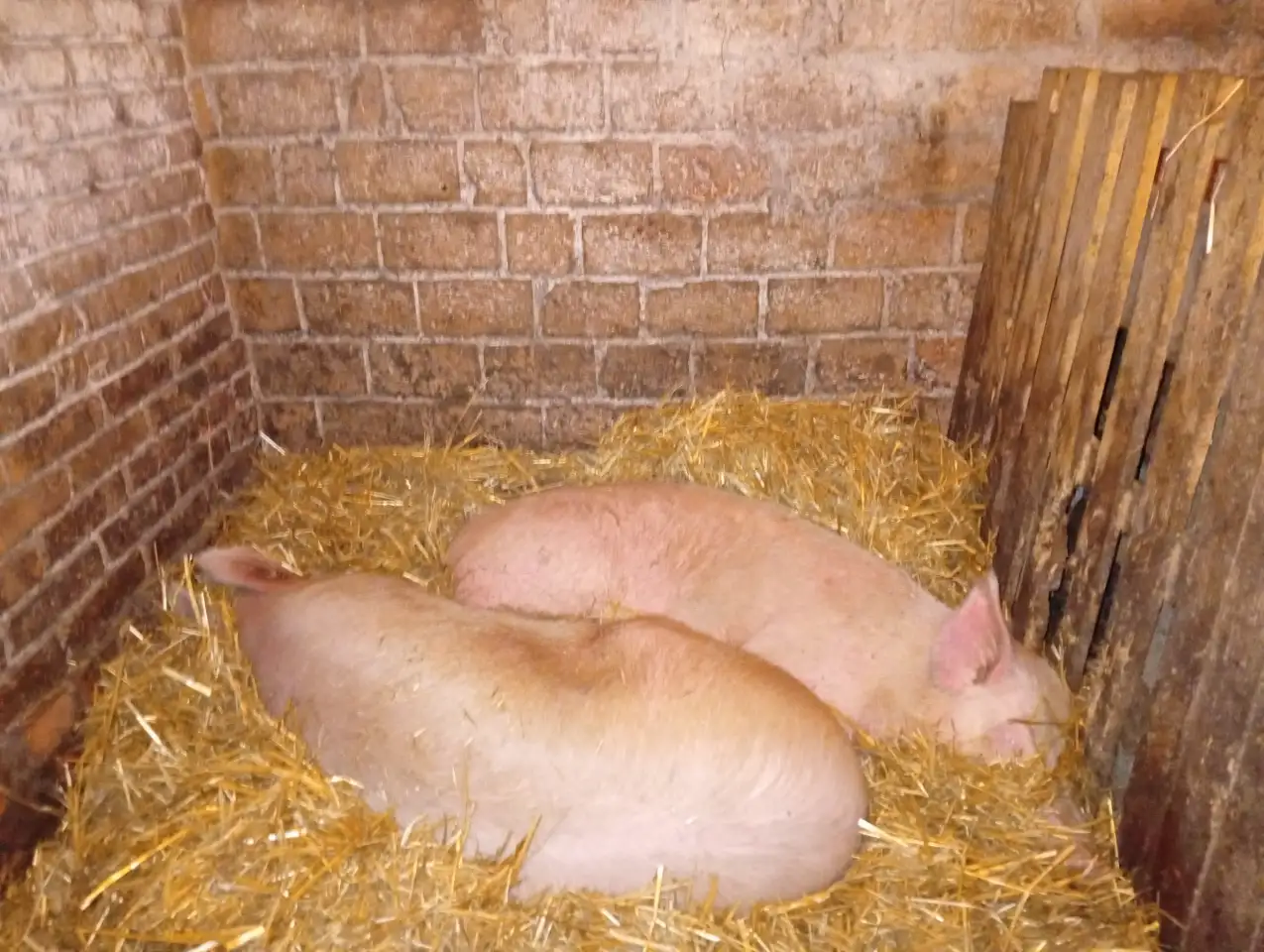 Продам свиней, фотография 1