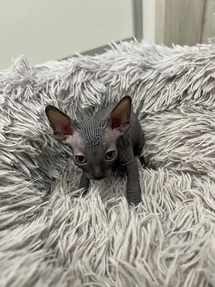 Котята канадского сфинкса, фотография 4