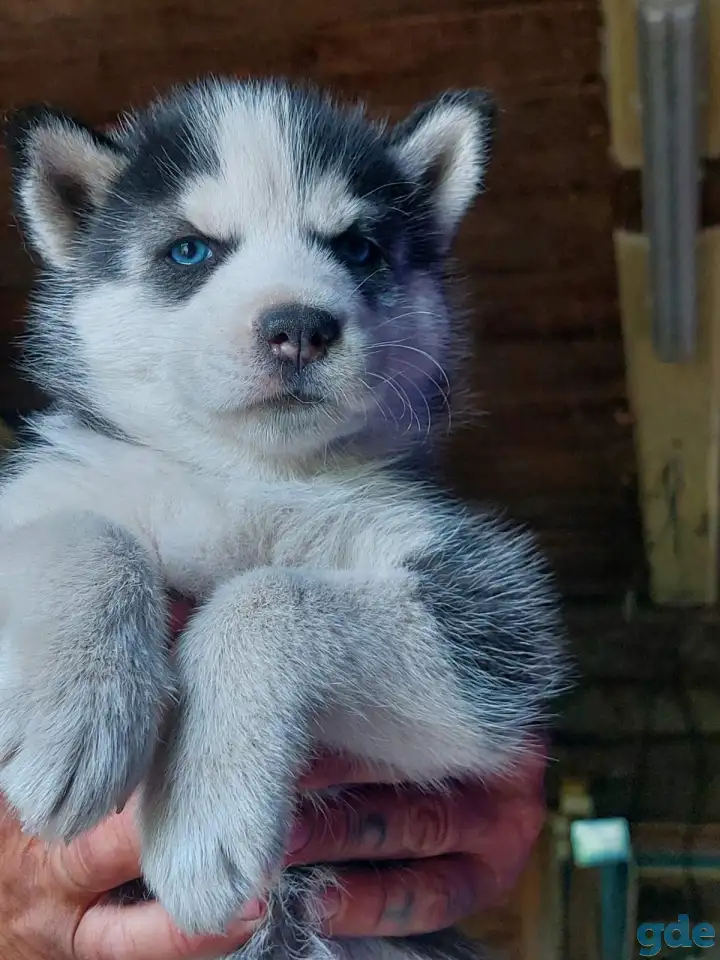 Срочно! Продажа щенков, фотография 1