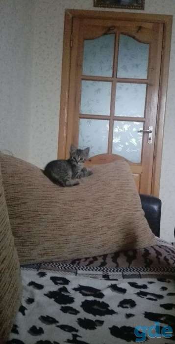 Срочно! Милые котята ищут нового хозяина, фотография 1