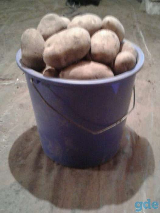 Продам картофель, фотография 1