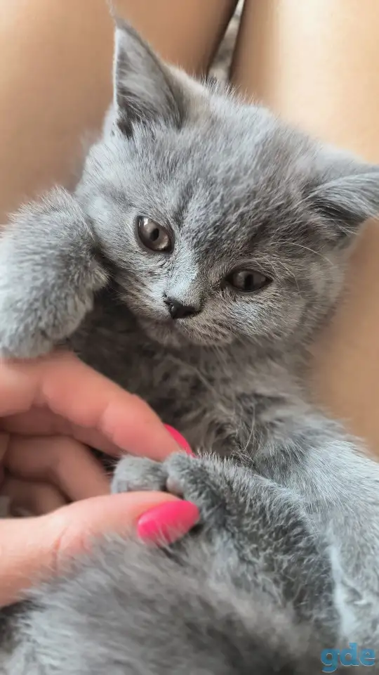 Британские котята, фотография 1