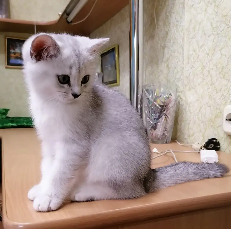 Британские серебристые котята, фотография 2