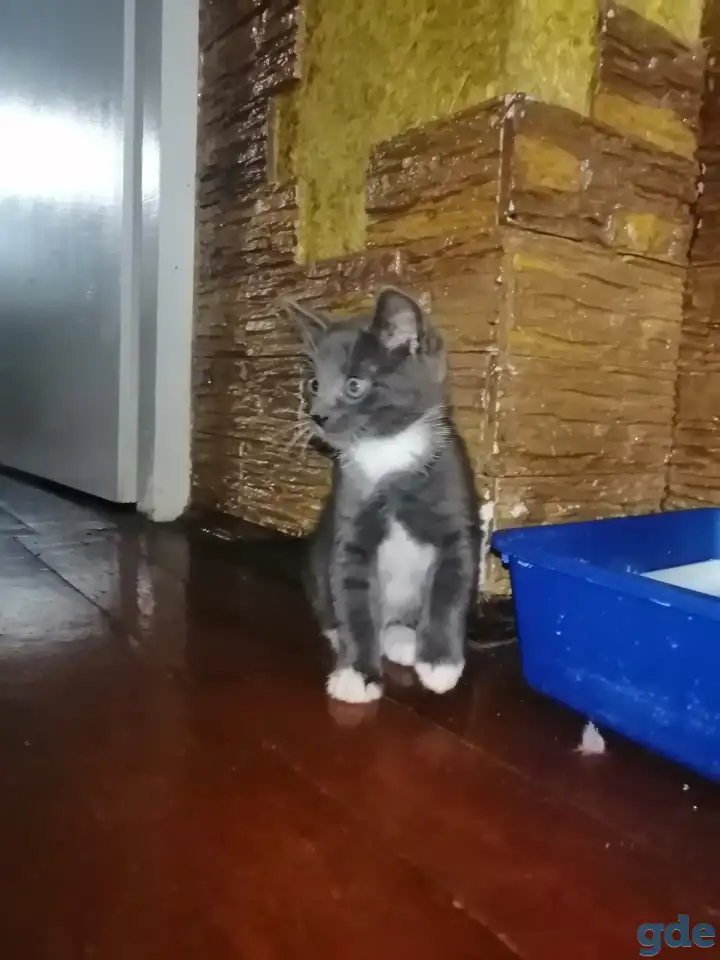 Отдадим котёнка в добрые руки, фотография 2