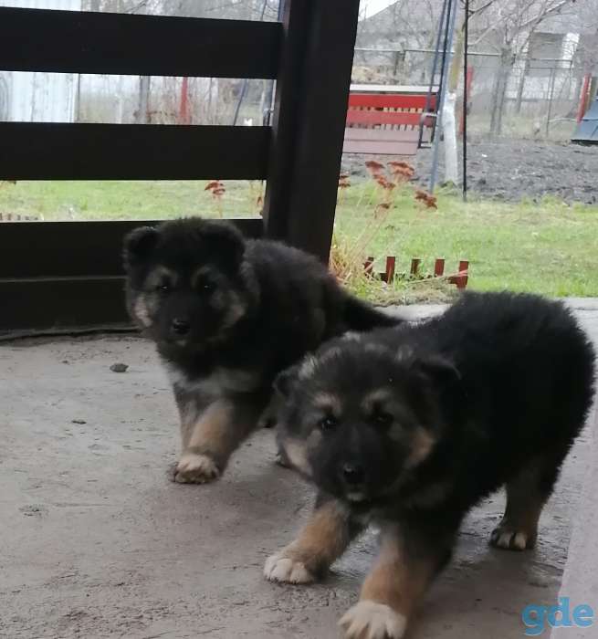 Продам щенка немецкой овчарки, фотография 2