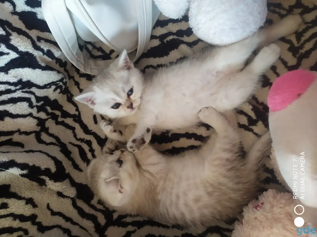 Шотландские котята, фотография 3